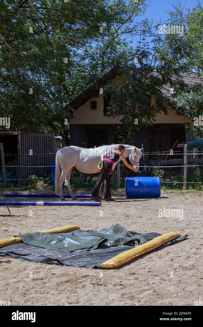 Demonstration der Pferdekünste beim Mounted Archery Contest in Limpach mit dem Pferd, das Ringe im Mund nimmt, Luxemburg am 2.. Juli 2022 Stockfoto