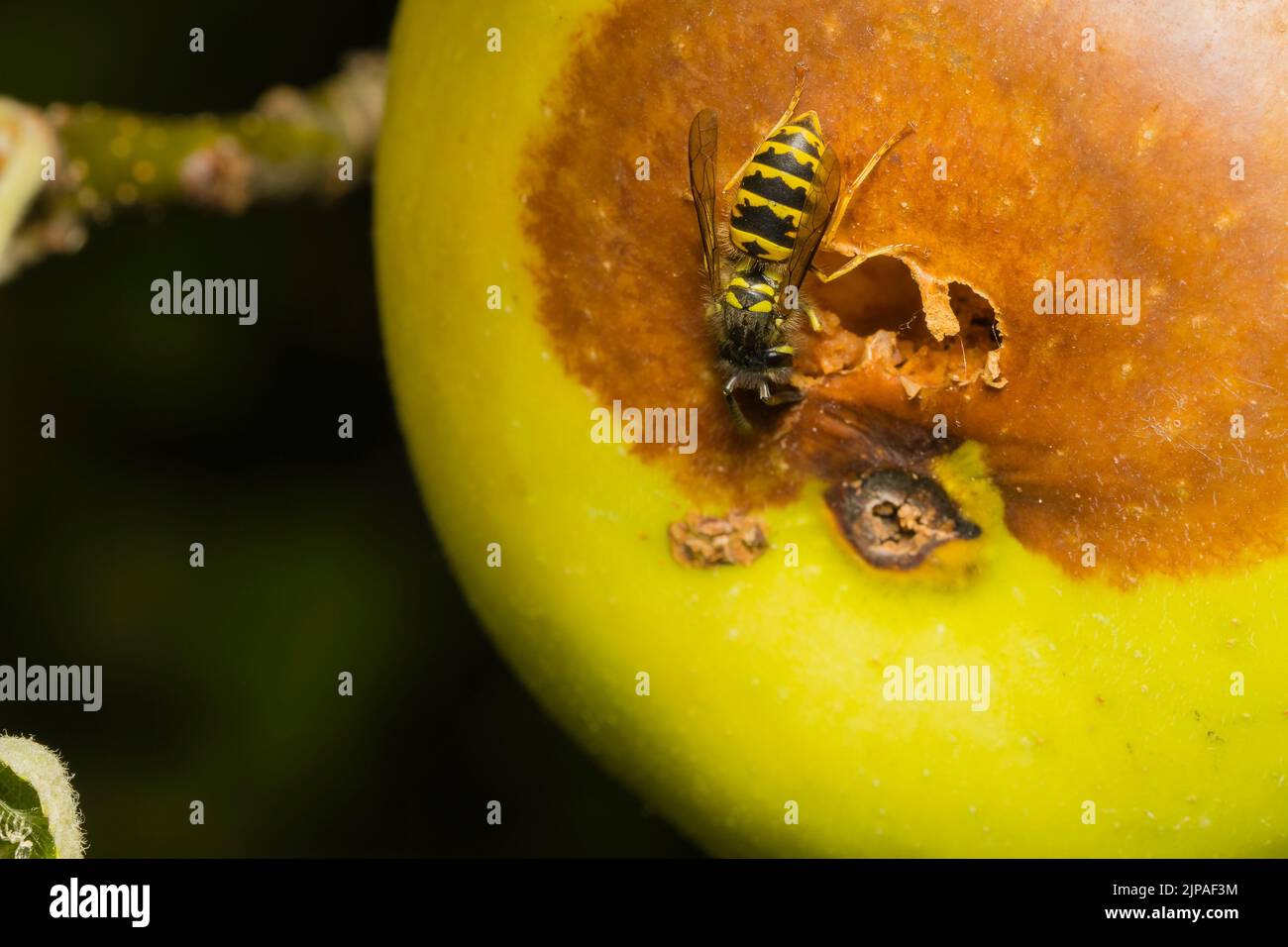 Eine Wespe frisst einen Apfel, eine Wespe frisst einen faulen Apfel Stockfoto