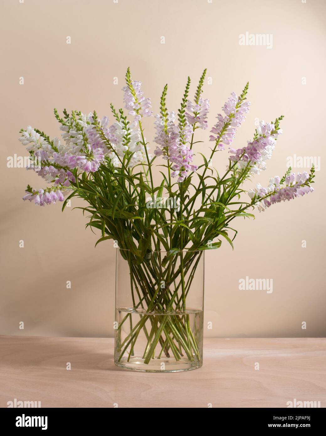 Ein Strauß Obediant-Pflanzen blüht in einer Vase auf hellbeigem Hintergrund. Stockfoto