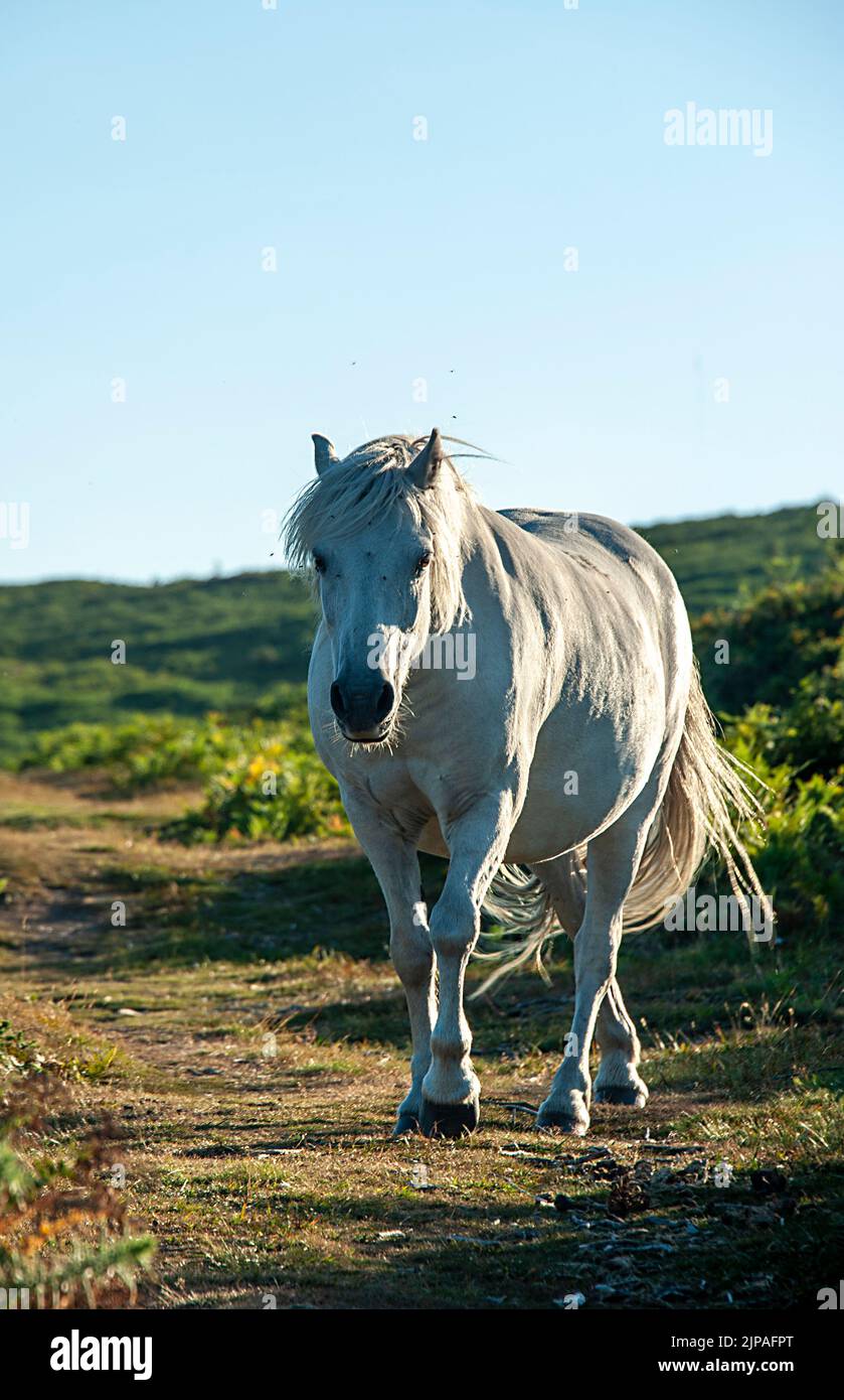 Weißes Dartmoor-Pony in der Nähe von Haytor, Dartmoor, Devon, England, Großbritannien Stockfoto