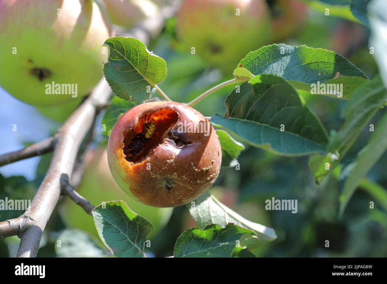 Malus domestica Apfel mit brauner Fäule (Monilinia laxa oder monilinia fructagena) am Zweig im Obstgarten. Stockfoto