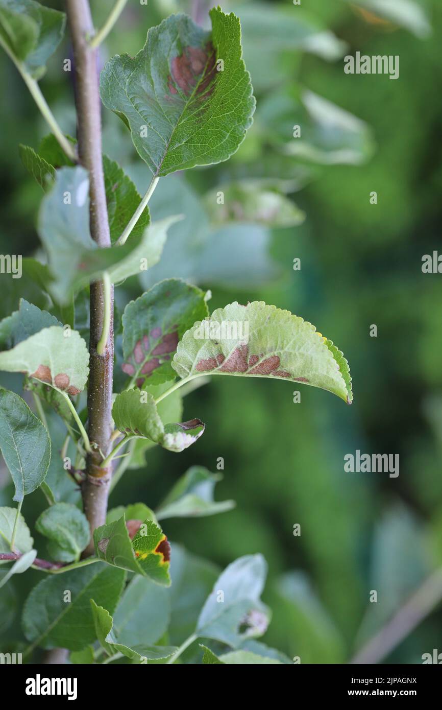 Nekrotische Flecken auf Apfelblättern, eine Pilzerkrankung. Stockfoto