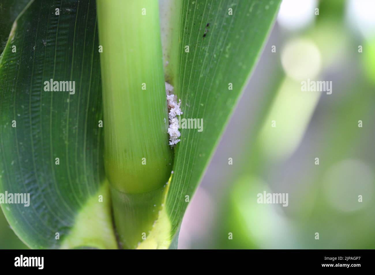 Mais, Maispflanze, die durch die Raupe des europäischen Maisbohrers (Ostrinia nubilalis) beschädigt wurde. Stockfoto