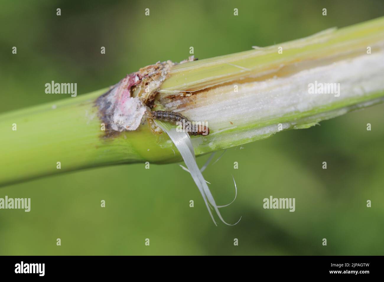 Mais, Maispflanze, die durch die Raupe des europäischen Maisbohrers (Ostrinia nubilalis) beschädigt wurde. Stockfoto