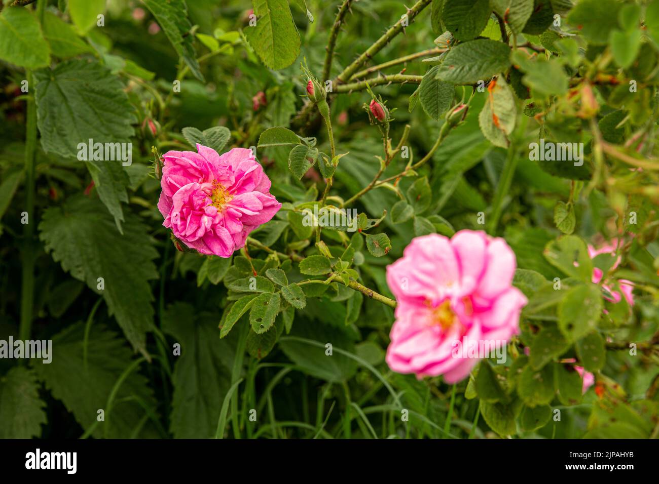 Rosa damascena Fields Damaszenrose, Rose des Kastilien-Rosenhybrids, abgeleitet von Rosa gallica und Rosa moschata. Bulgarisches Rosental in der Nähe von Kazanlak, Bulg Stockfoto