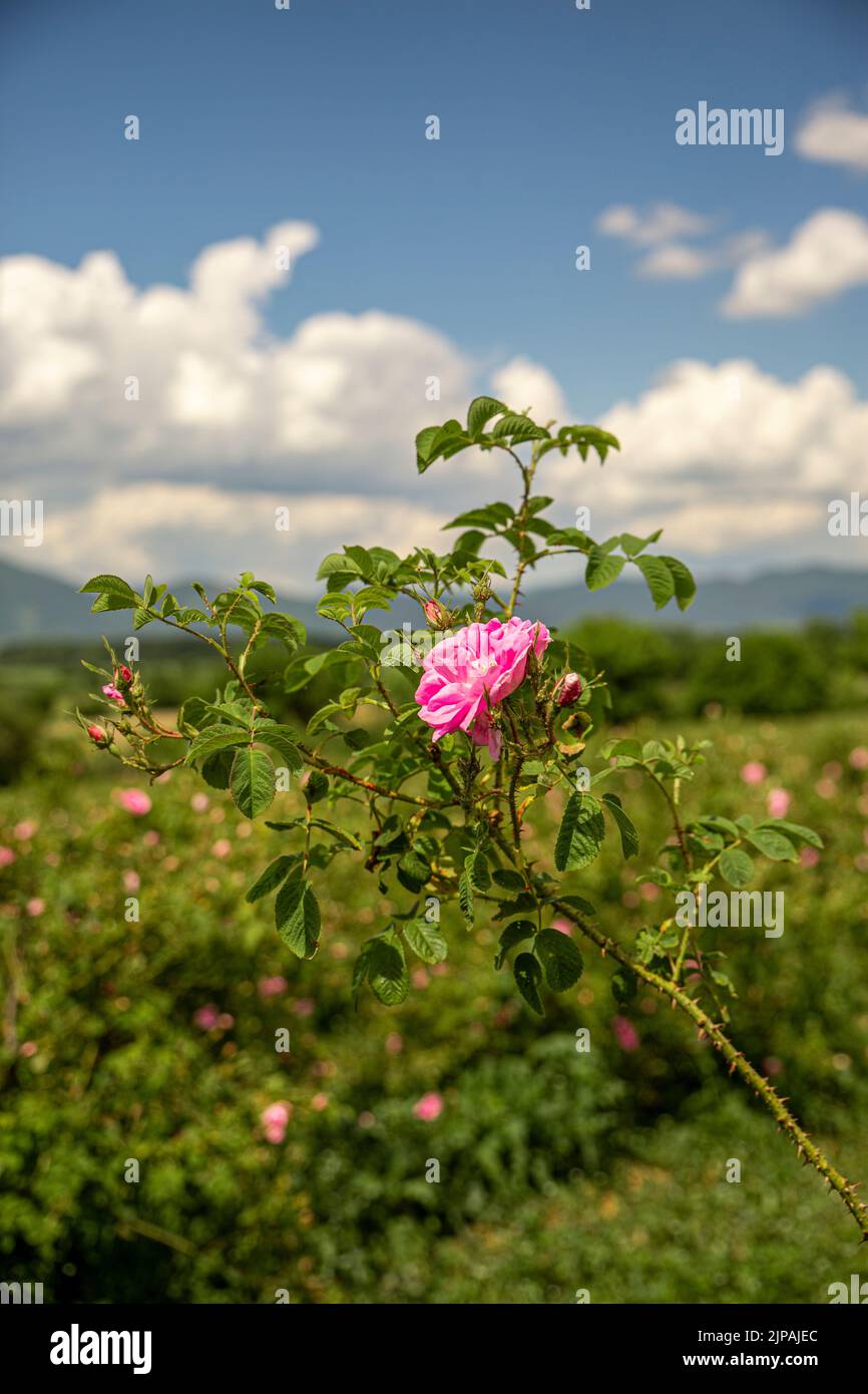 Rosa damascena Fields Damaszenrose, Rose des Kastilien-Rosenhybrids, abgeleitet von Rosa gallica und Rosa moschata. Bulgarisches Rosental in der Nähe von Kazanlak, Bulg Stockfoto