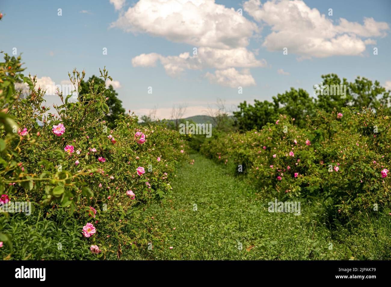 Rosa damascena Fields Damaszenrose, Rose des Kastilien-Rosenhybrids, abgeleitet von Rosa gallica und Rosa moschata. Bulgarisches Rosental in der Nähe von Kazanlak, Bulg Stockfoto