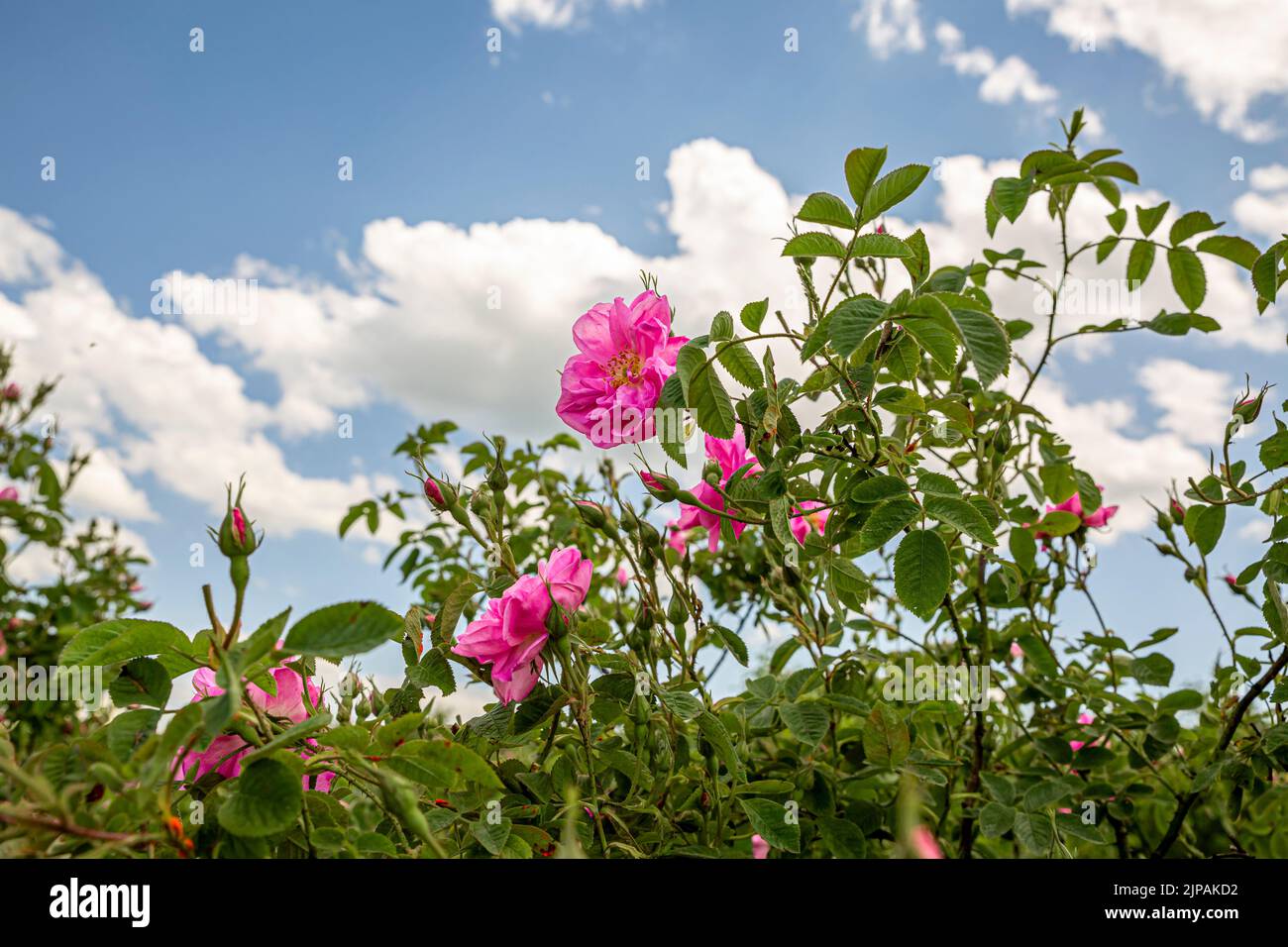 Rosa damascena Fields Damaszenrose, Rose des Kastilien-Rosenhybrids, abgeleitet von Rosa gallica und Rosa moschata. Bulgarisches Rosental in der Nähe von Kazanlak, Bulg Stockfoto