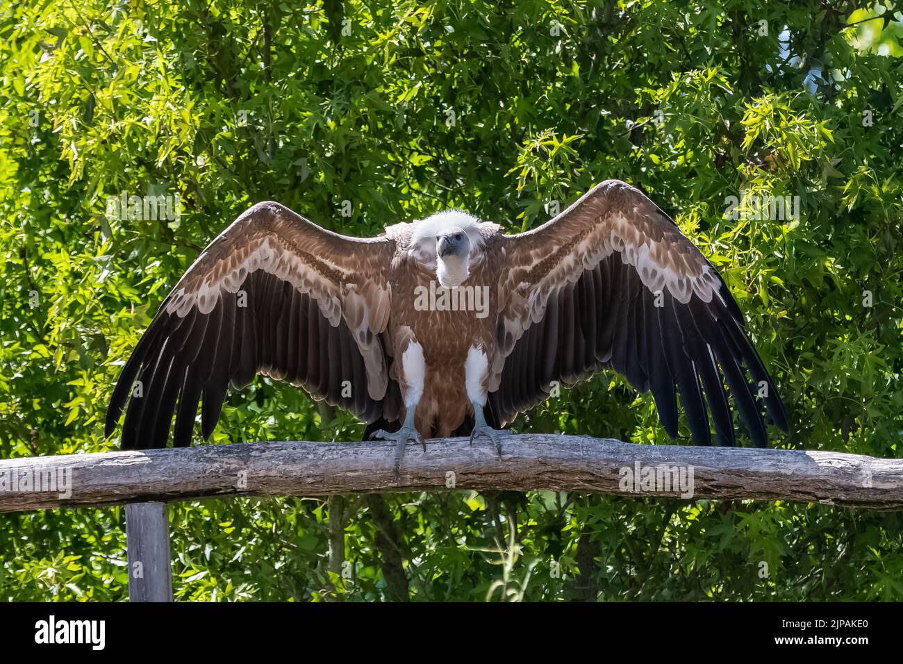 Gänsegeier, Grips fulvus, Vogel mit ausgebreiteten Flügeln Stockfoto