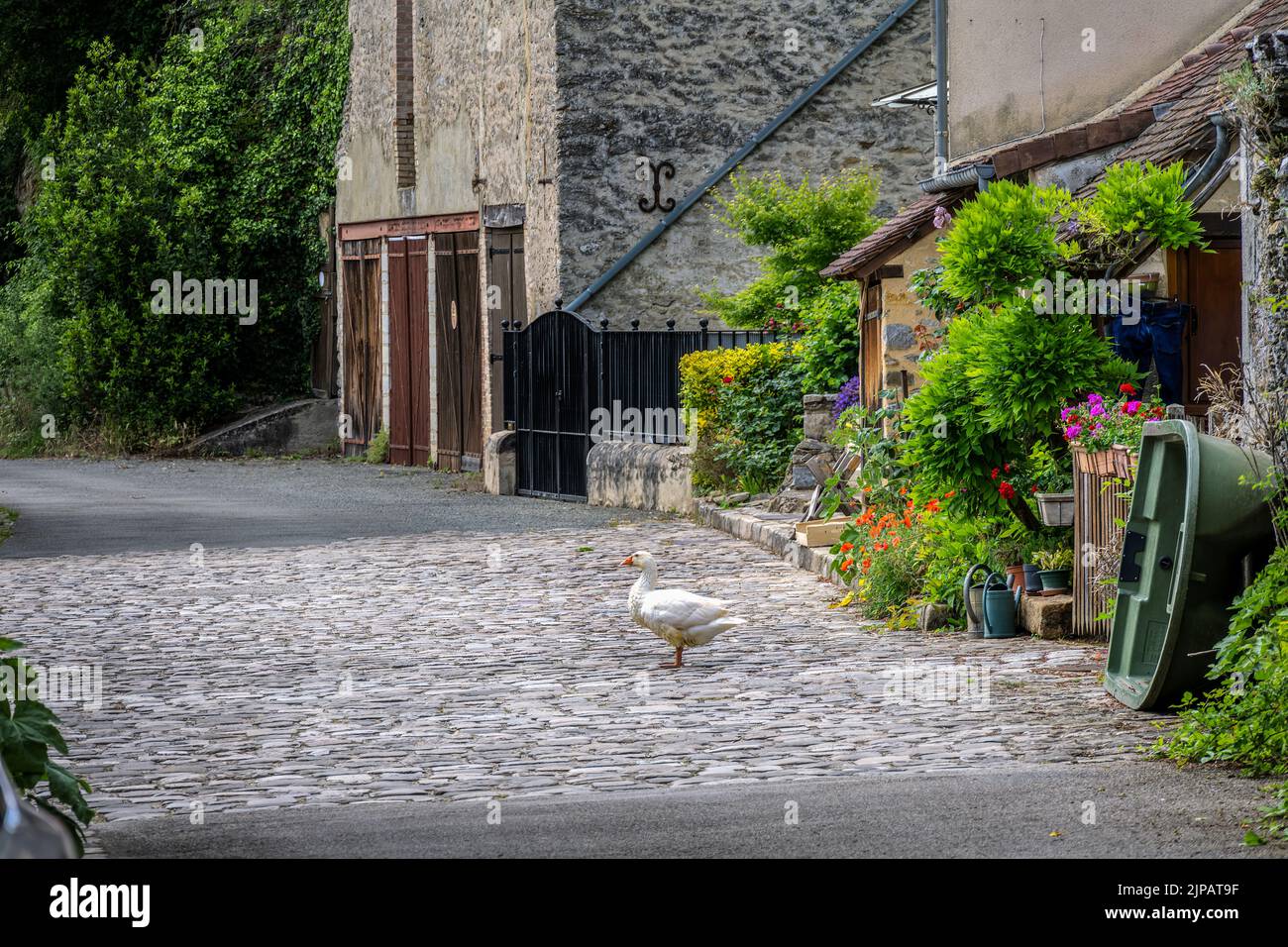 Weiße Gans in einer Straße des Bourgneuf-Stadtteils Fresnay-sur-Sarthe im Frühjahr, Frankreich Stockfoto