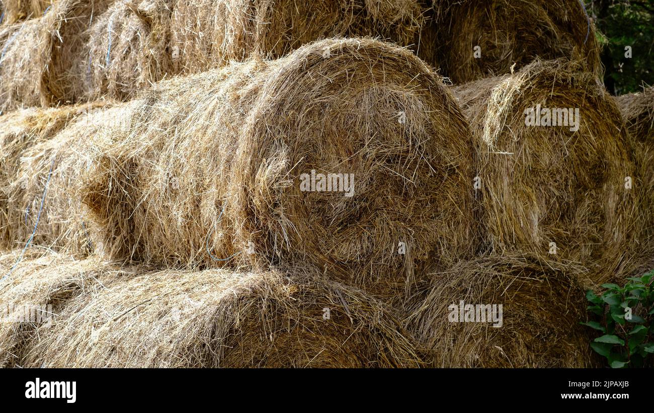 Heu in einem Ballen an einem sonnigen Tag. Lebensmittelprodukt für Nutztiere, Landwirtschaftskonzept Stockfoto