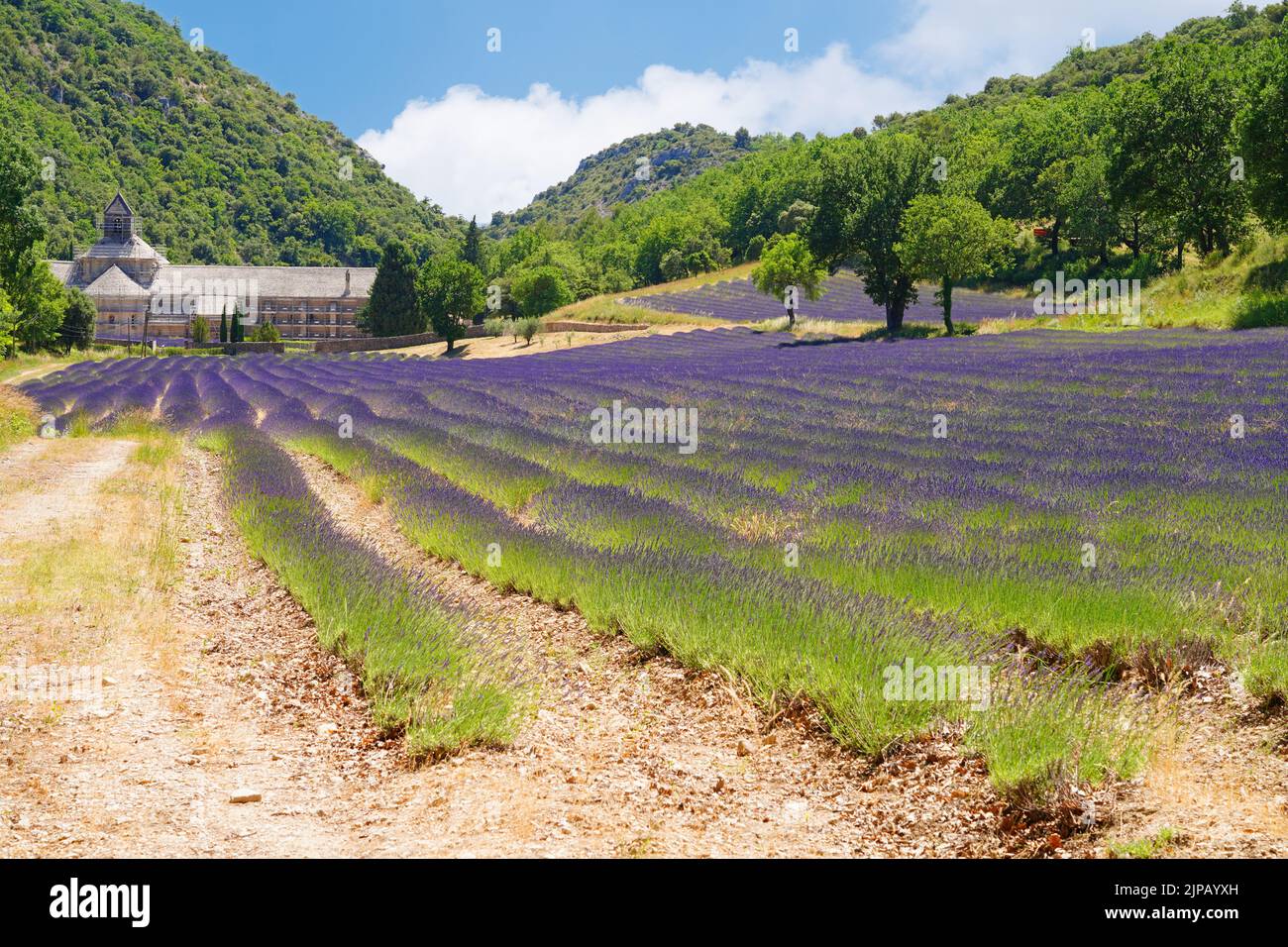 GORDES, FRANKREICH -1 JUL 2021- Blick auf die Abbaye Notre-Dame de Senanque, ein Wahrzeichen des Zisterzienserklosters, umgeben von Lavendelfeldern in Gordes, Lubero Stockfoto