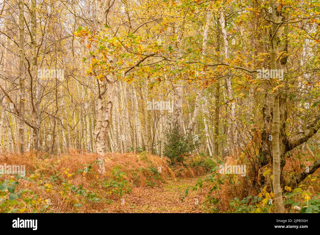 Ein schöner Blick auf einen unberührten Wald in herbstlichen Farben mit gefallenen Blättern Stockfoto