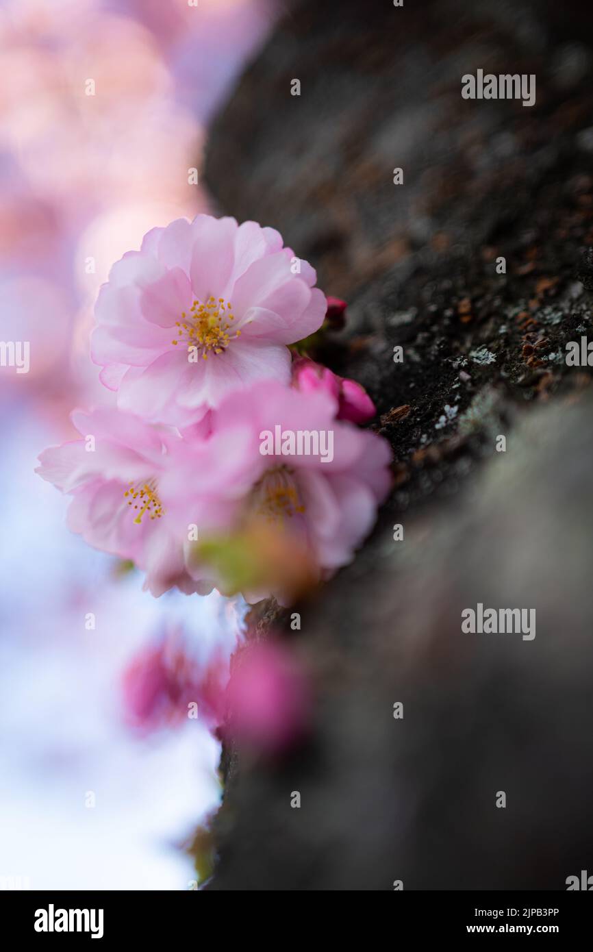 Sakura Kirschblüte in Kungsträdgården, Stockholm, Schweden Stockfoto