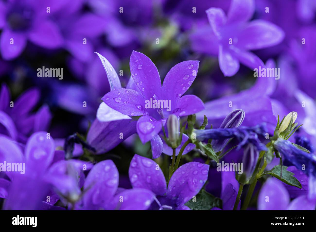 Eine Nahaufnahme von violetten serbischen Glockenblumen, bedeckt mit Tautropfen Stockfoto