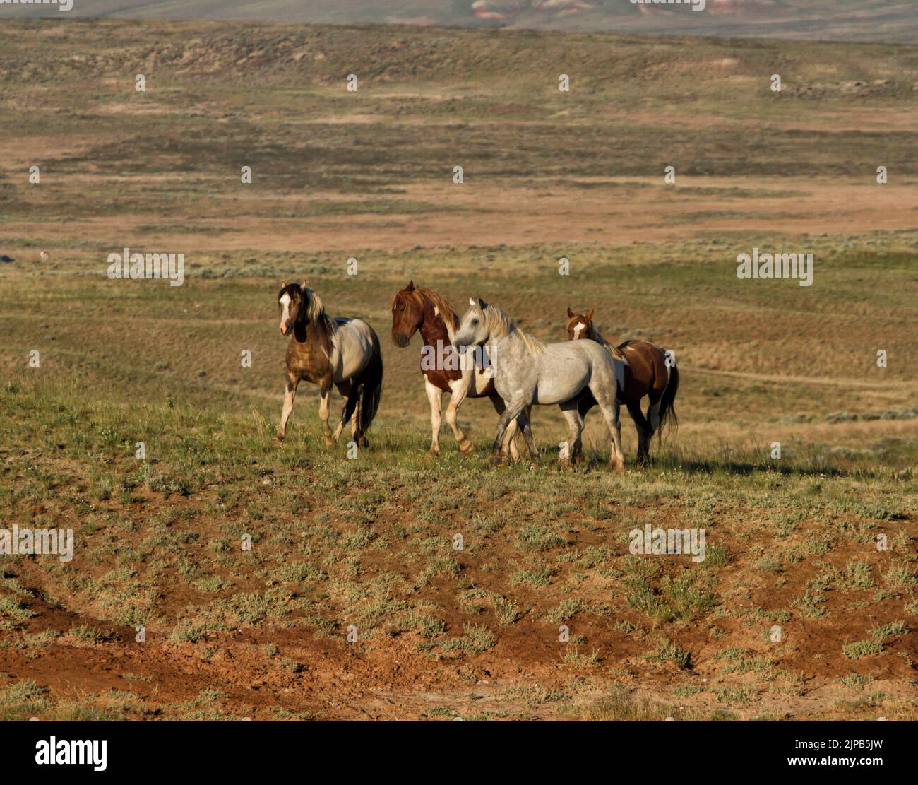 Kleine Band wilder Pferde Stockfoto