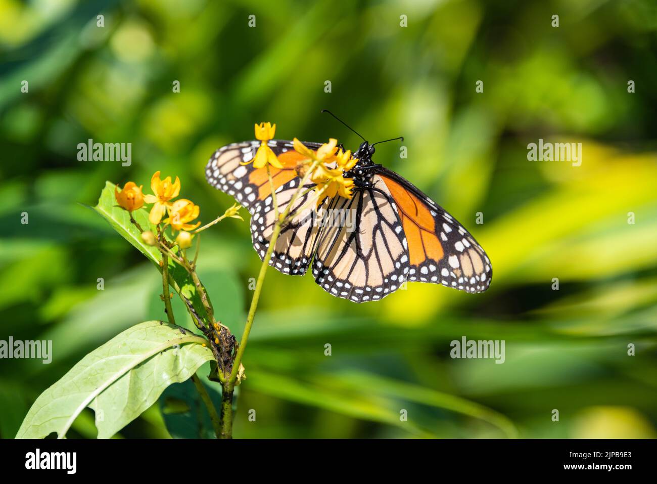 Foto eines Monarchschmetterlings auf einer Pflanze mit gelben Blüten. Die Schmetterlinge gelten heute als gefährdete Art. Stockfoto