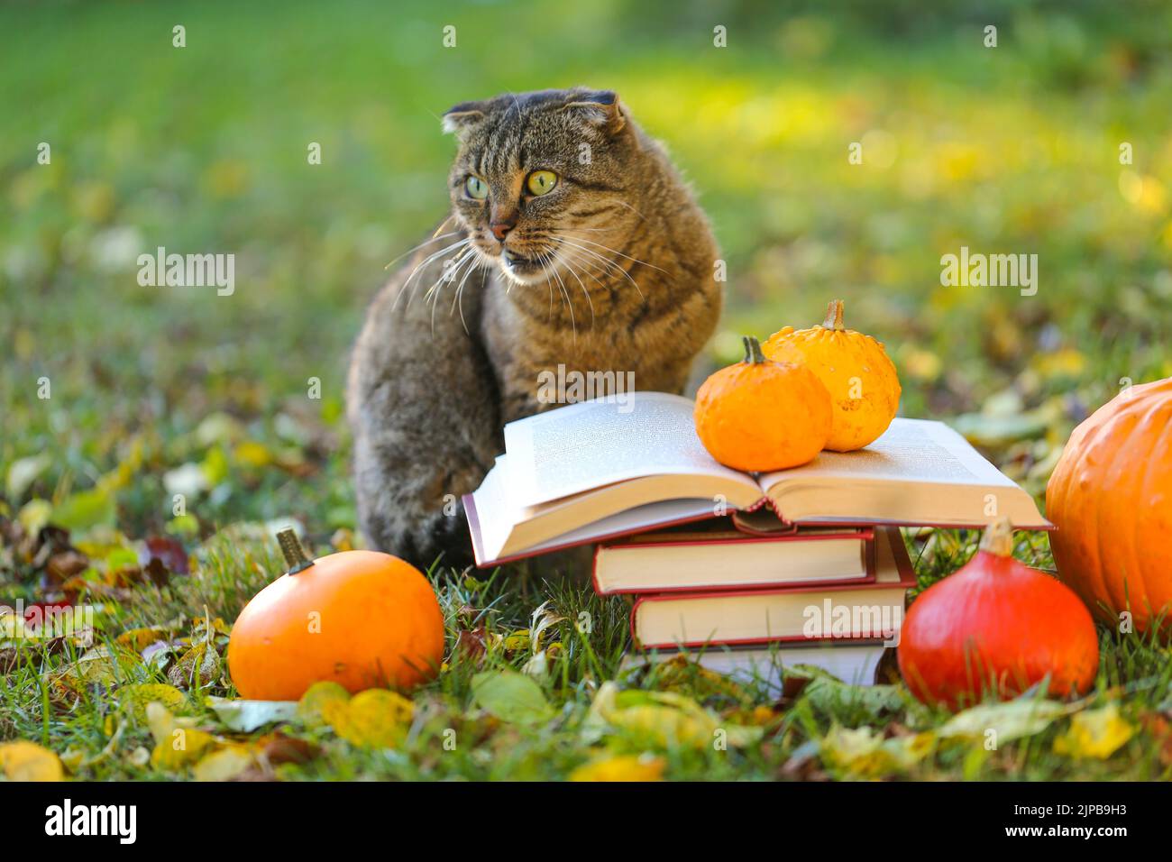 Bücher und emotionale Katze im Herbstgarten.Zurück zur Schule. Wissenschaftler Katze. Emotionen einer Katze.Herbstlesung. Halloween Geschichten, Märchen und Stockfoto
