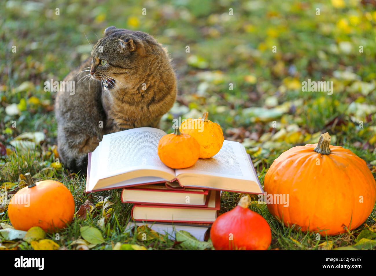 Bücher, Kürbisse, Herbstblätter und emotionale Katze im Herbstgarten.Zurück zur Schule. Wissenschaftler Katze. Emotionen einer Katze.Herbstlesung. Halloween Stockfoto