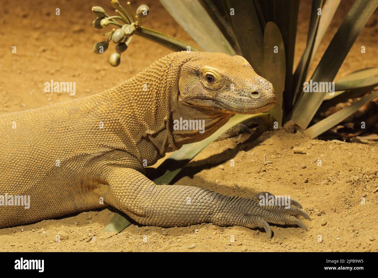 Komodo Dragon Und Krallen Stockfoto