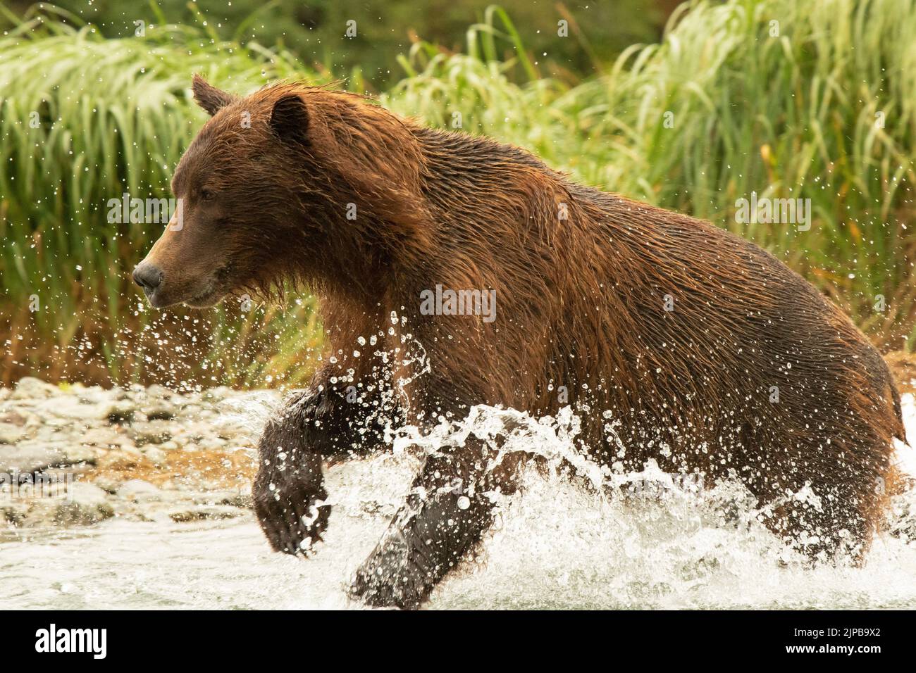 Ein Braunbär planscht durch einen Fluss, während er nach Lachs jagt Stockfoto