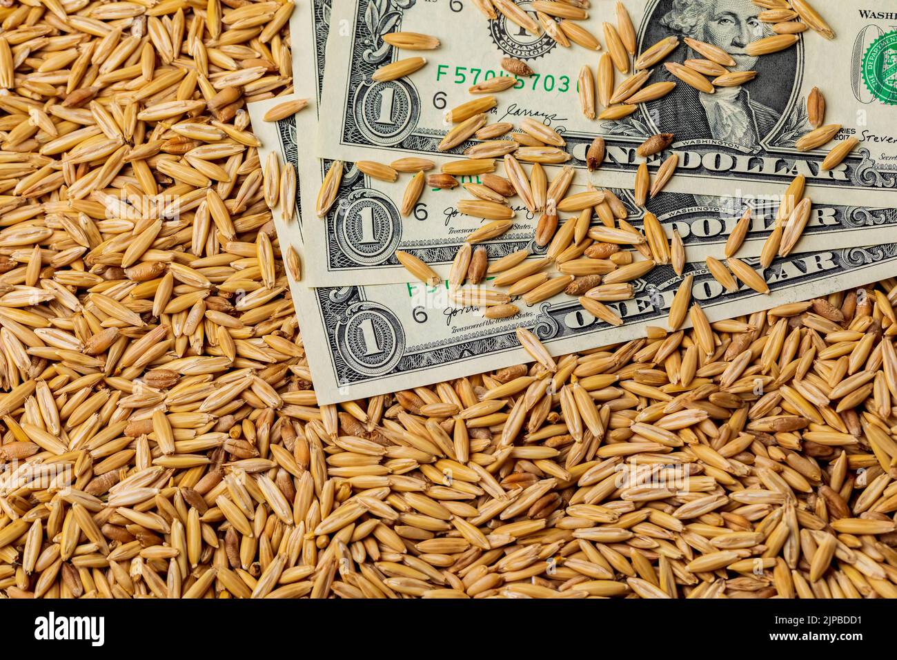 Hafersaat und 1-Dollar-Scheine. Haferlandwirtschaft, Handel und Marktpreiskonzept Stockfoto