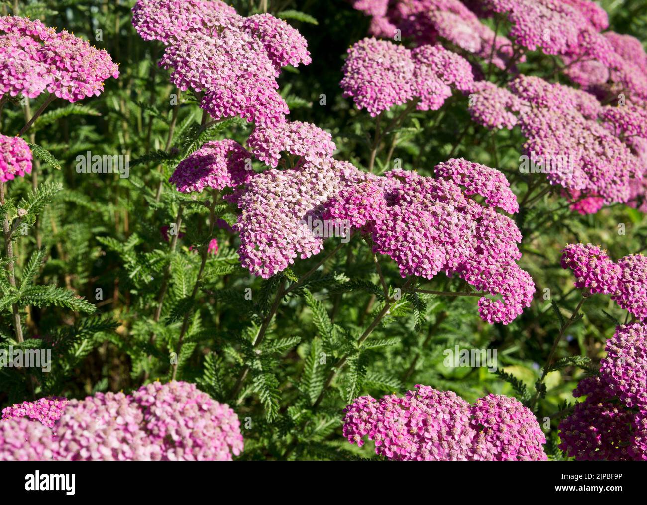 Bett aus rosa Schafgarben-Blüten, Achillea millefolium, im Garten. Rosafarbene Stauden. Stockfoto
