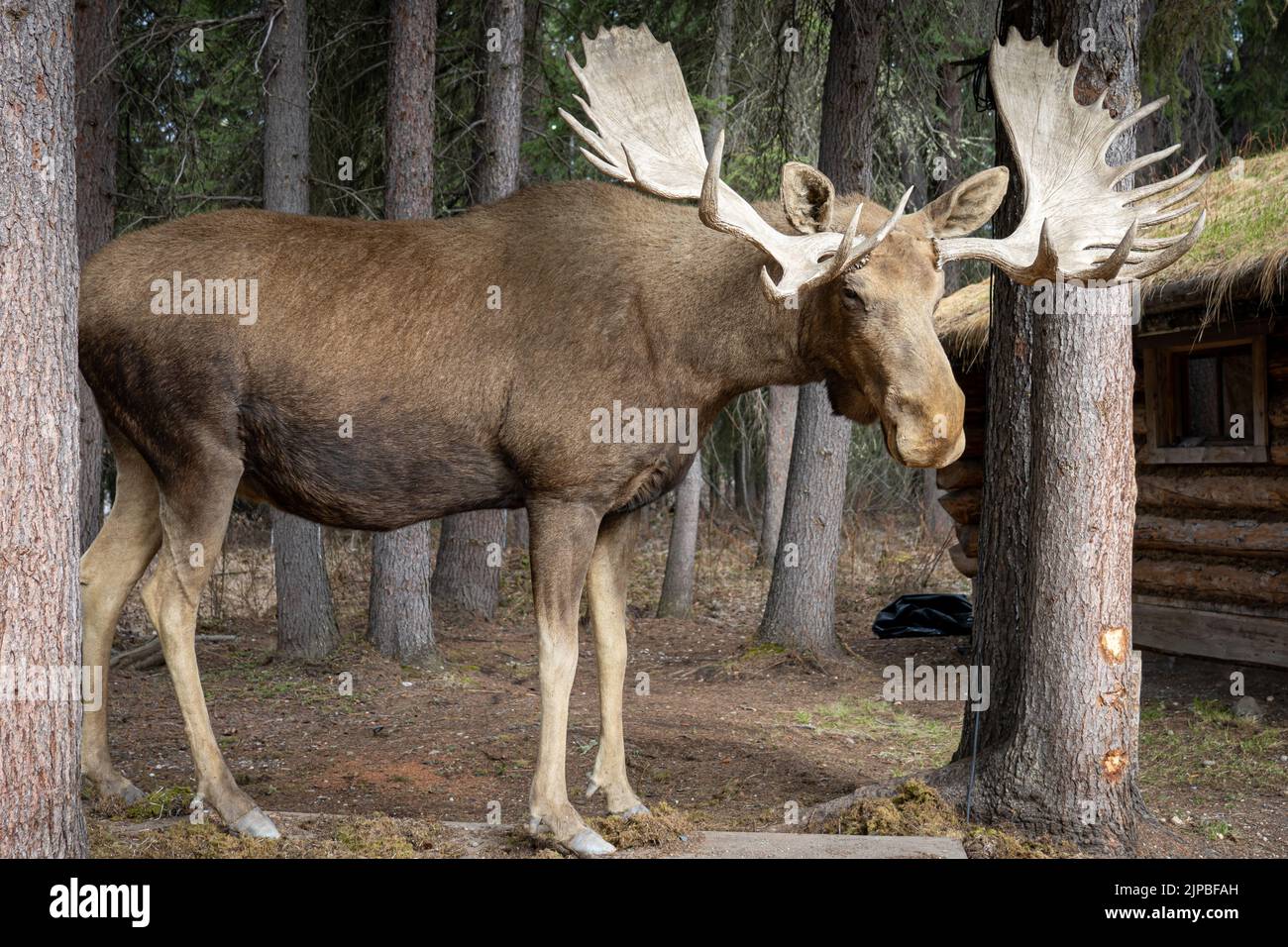 Statische Darstellung eines männlichen Elches im Chena Indian Village in Fairbanks, Alaska Stockfoto