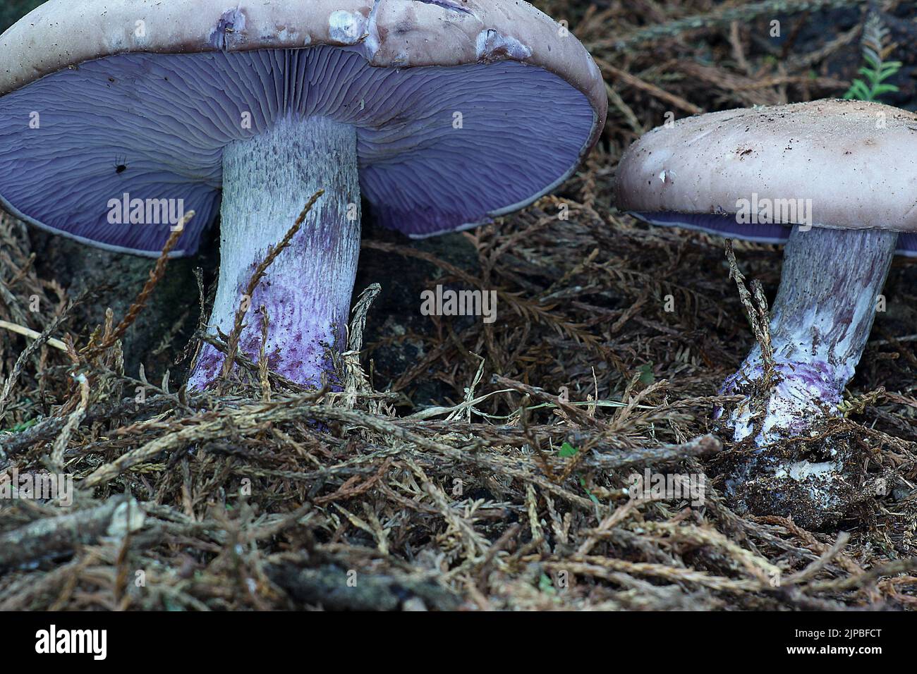 Lila bleiwit-Pilz (Lepista nuda) Stockfoto