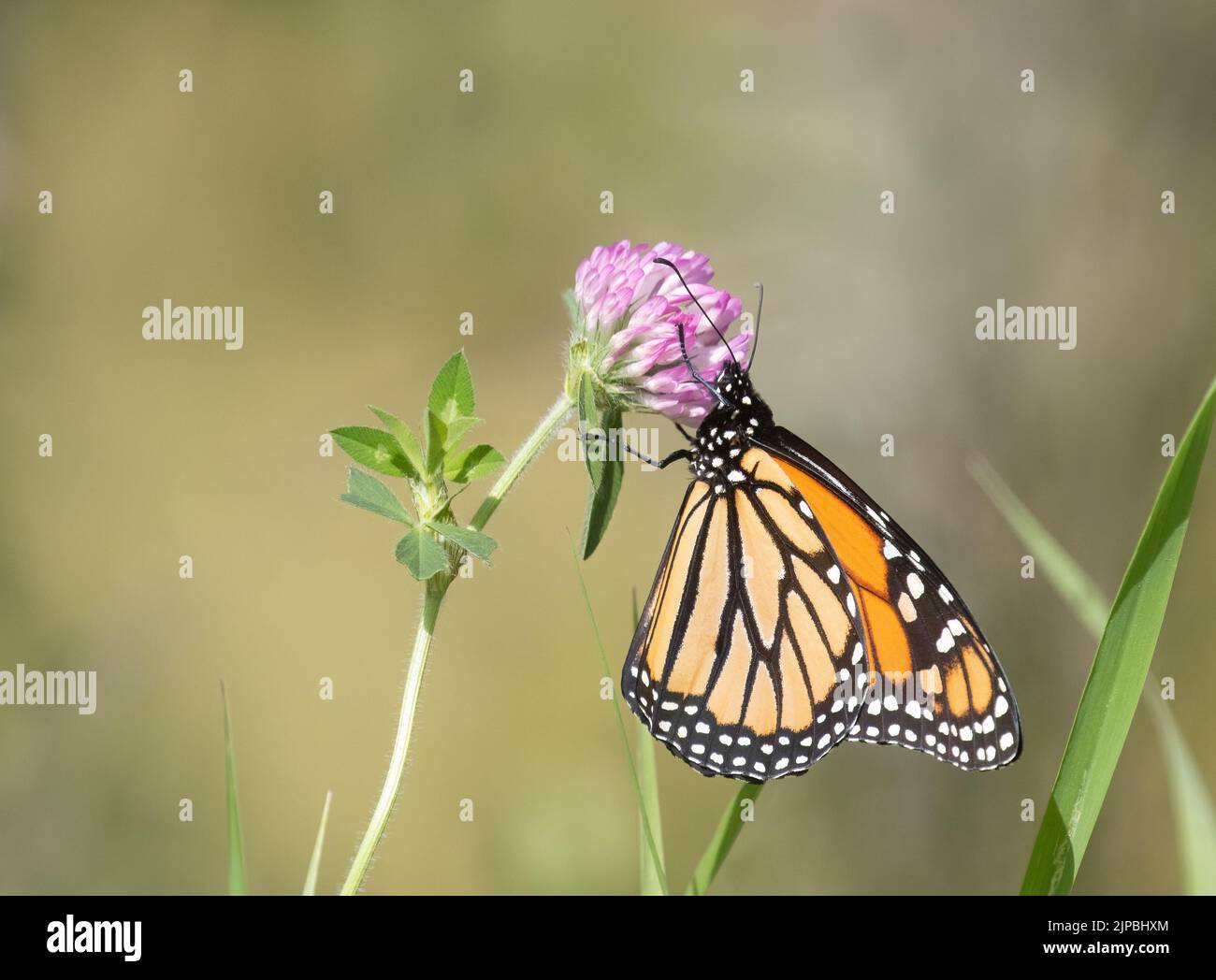 Nahaufnahme einer Profilansicht von Monarch Butterfly auf Rotklee auf einer Wiese Stockfoto