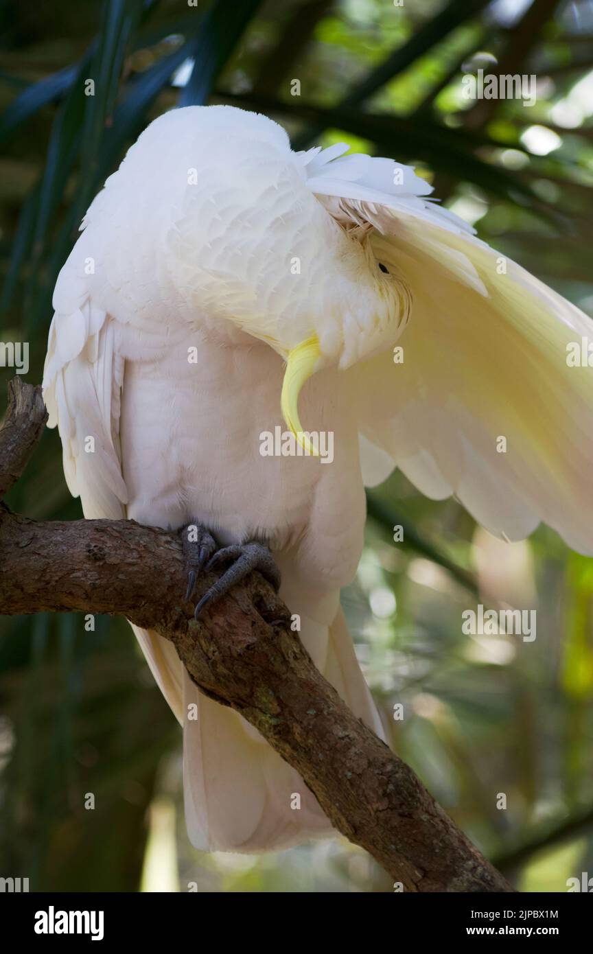Australischer Schwefel-Crested-Cockatoo, der unter dem Flügel aufpreht Stockfoto