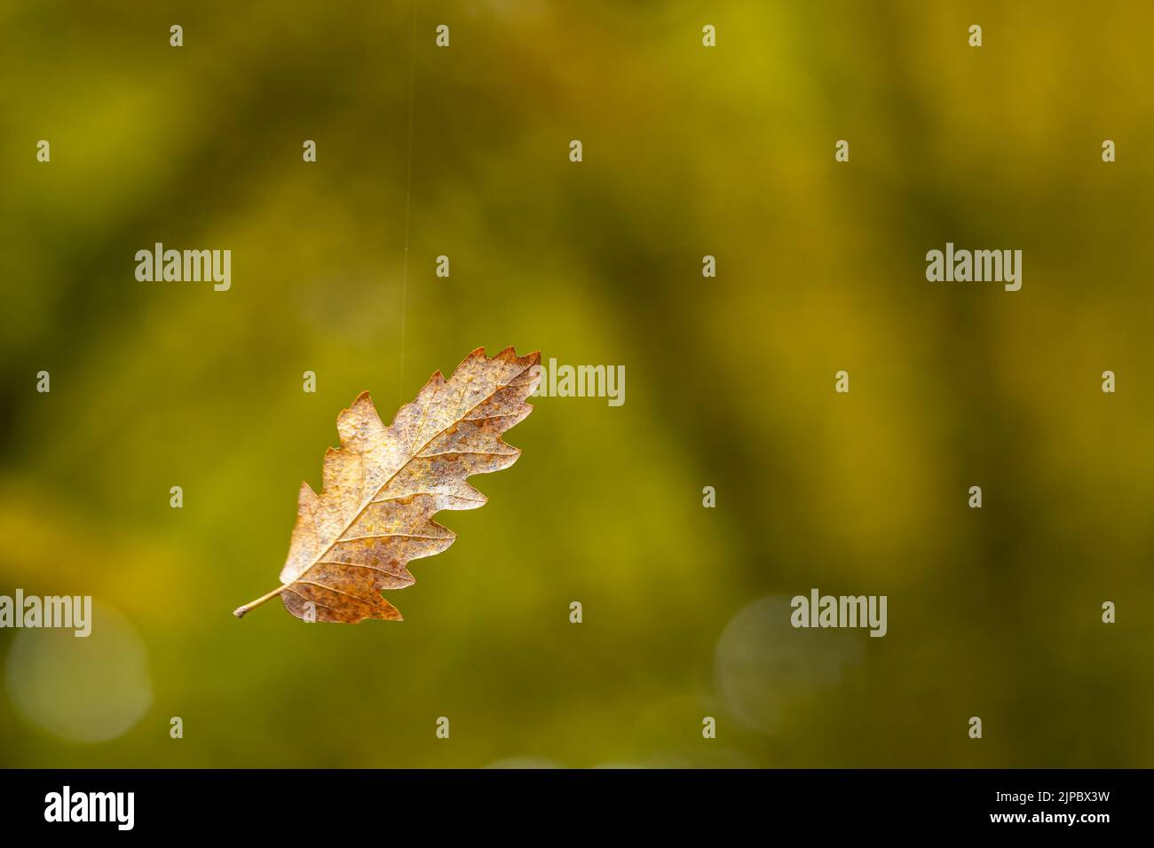Das trockene Blatt der Eiche, das in der Luft auf dem Faden der Spinne hängt Stockfoto