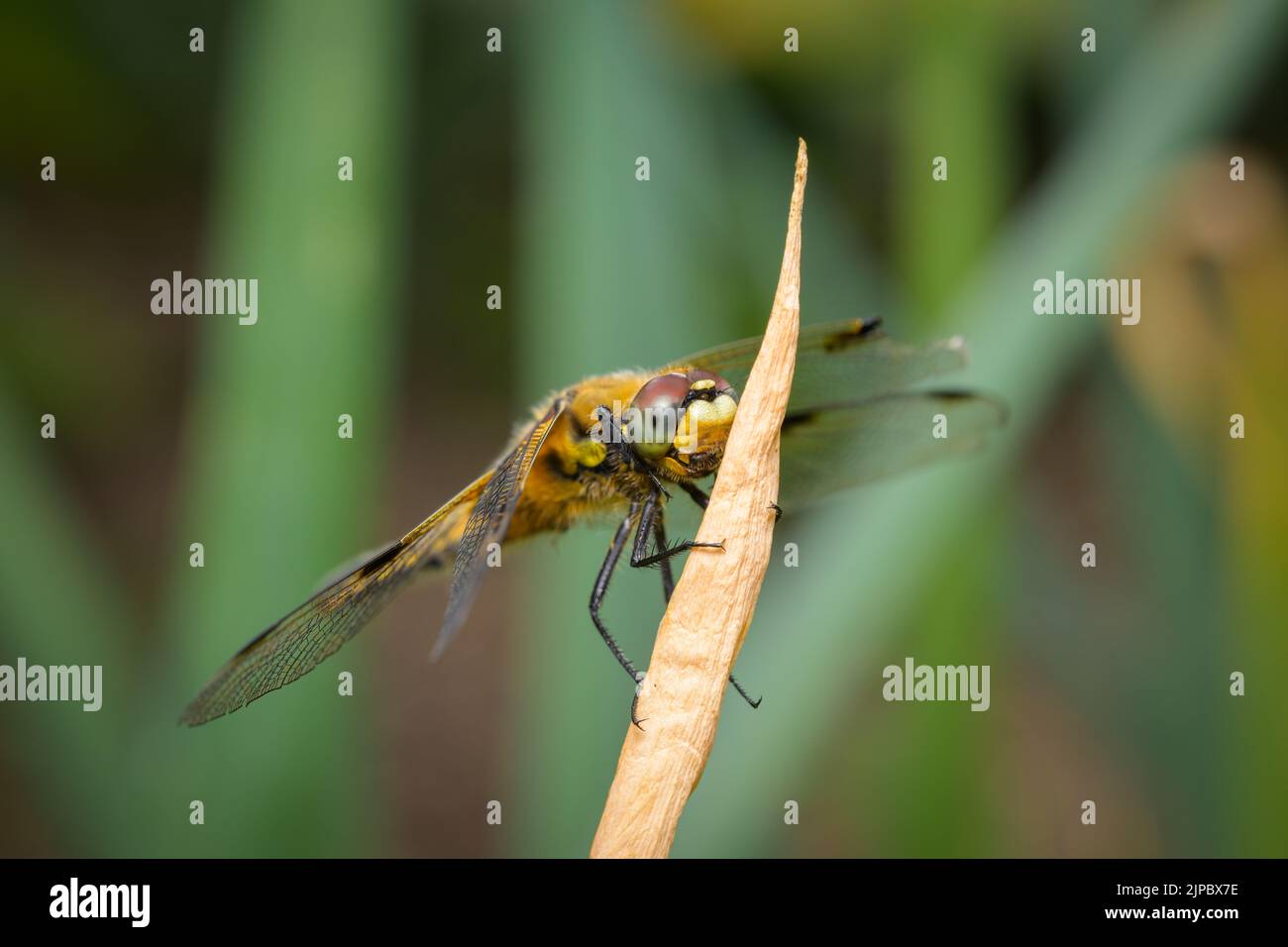 Vier gefleckte Verfolger (Libellula quadrimaculata) sitzen auf einer Pflanze Stockfoto