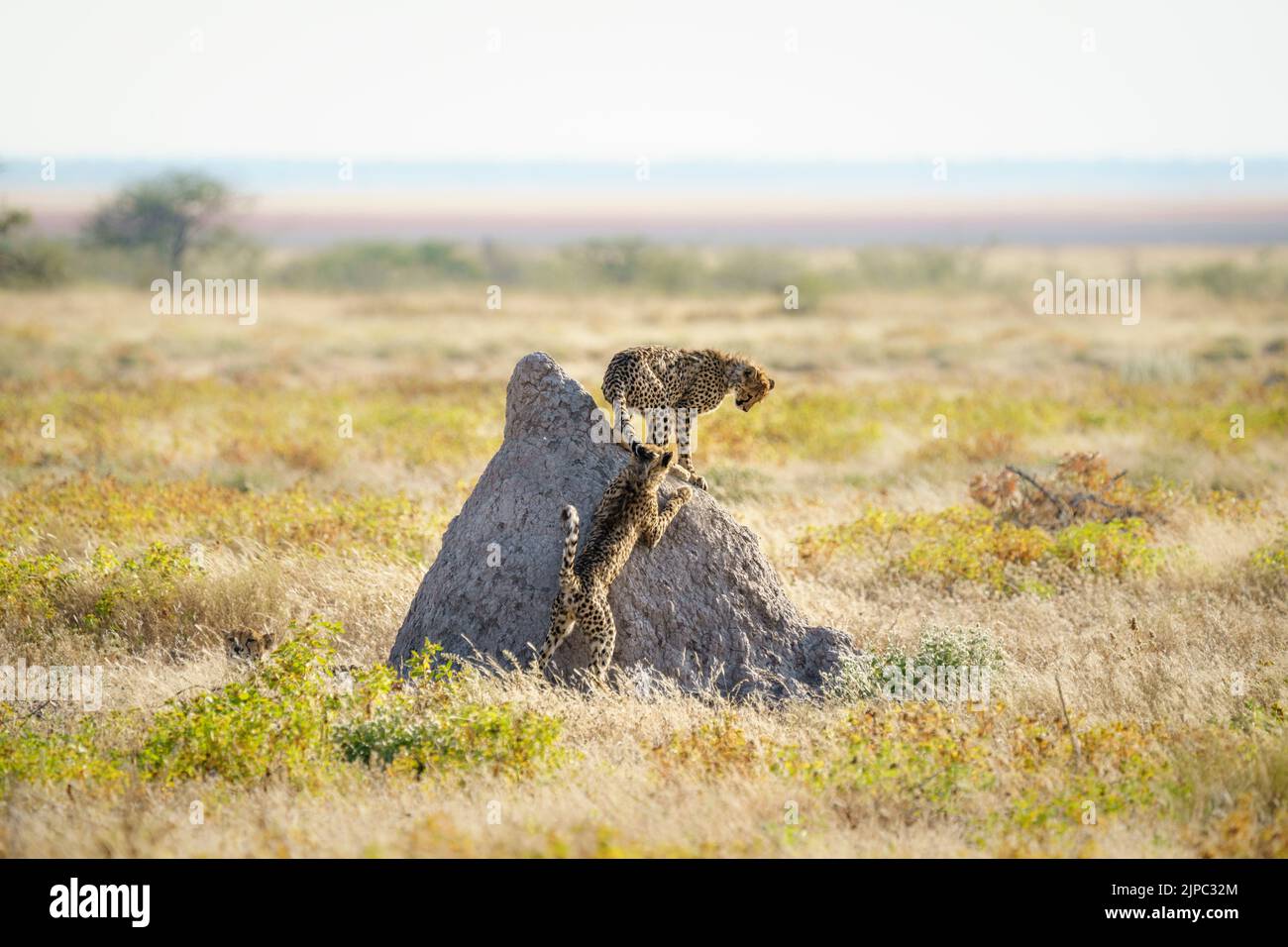Geparden ( Acinonyx jubatus) 2 wilde Tiere spielen kämpfen. Etosha Nationalpark, Namibia, Afrika Stockfoto