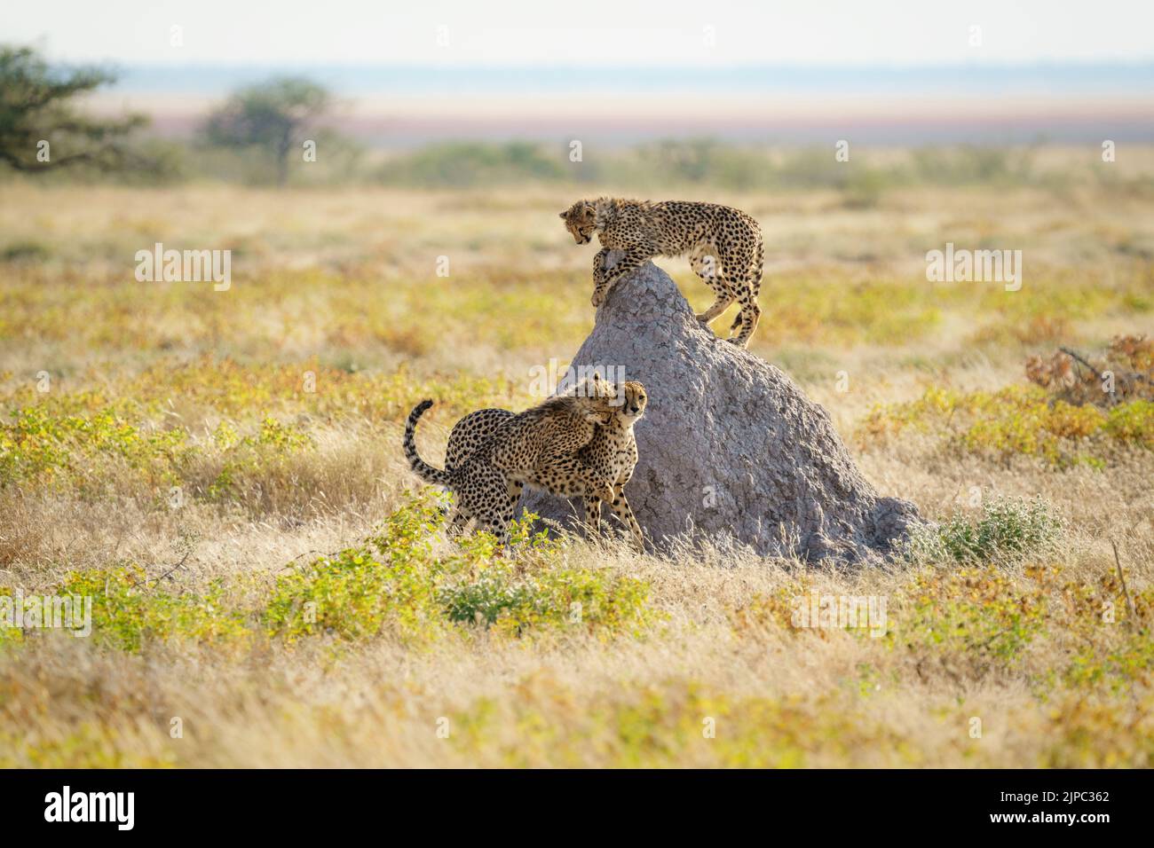 Geparden ( Acinonyx jubatus) 23wild Tiere spielen kämpfend. Etosha Nationalpark, Namibia, Afrika Stockfoto