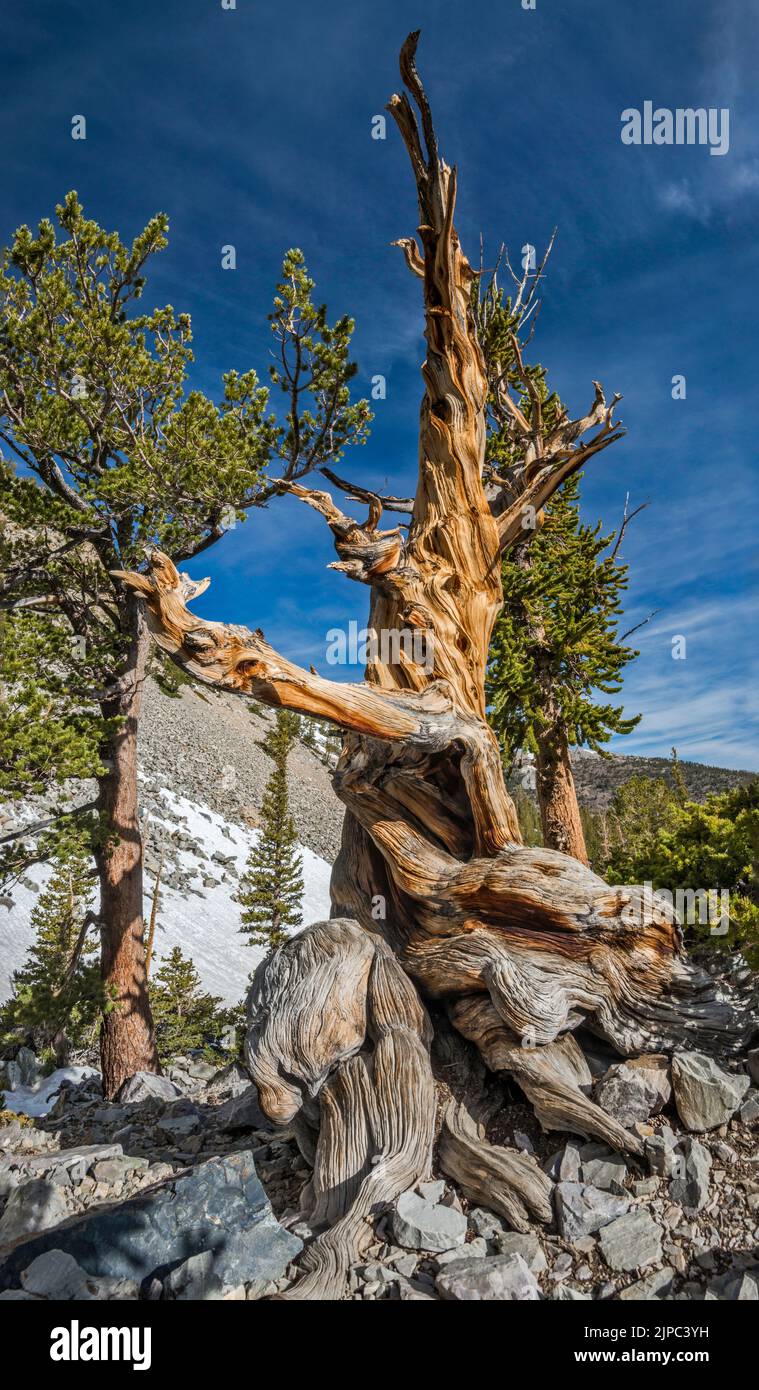 Bristlecone Pine, Pinus longaeva, Great Basin National Park, Nevada, USA Stockfoto