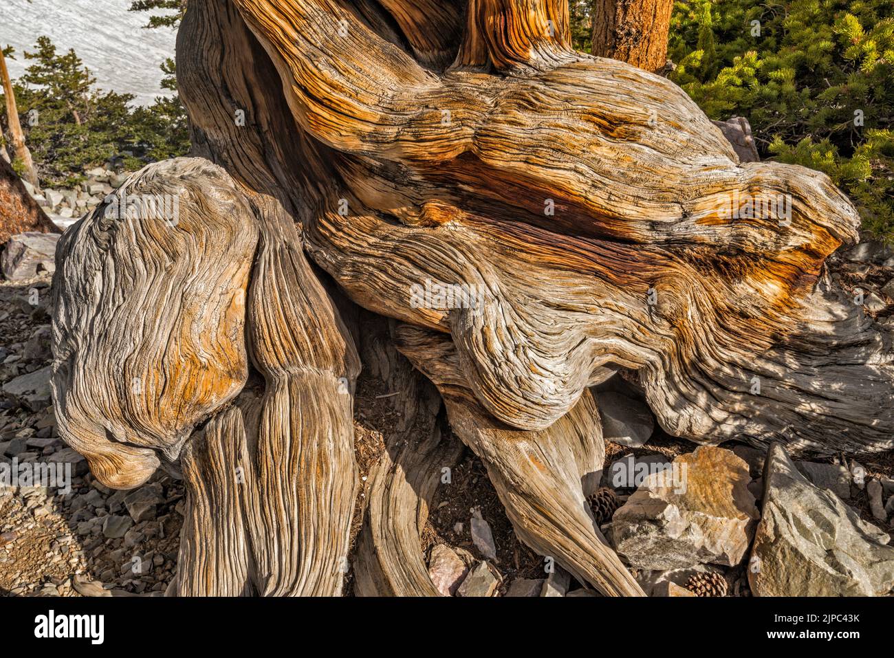 Stamm der Borstenkiefer, Pinus longaeva, Great Basin National Park, Nevada, USA Stockfoto