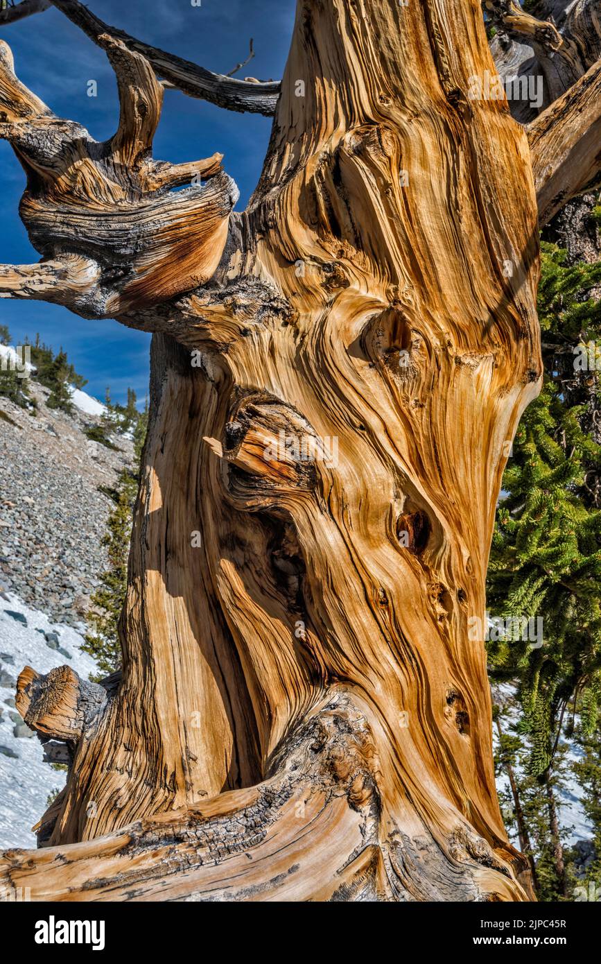 Stamm der Borstenkiefer, Pinus longaeva, Great Basin National Park, Nevada, USA Stockfoto