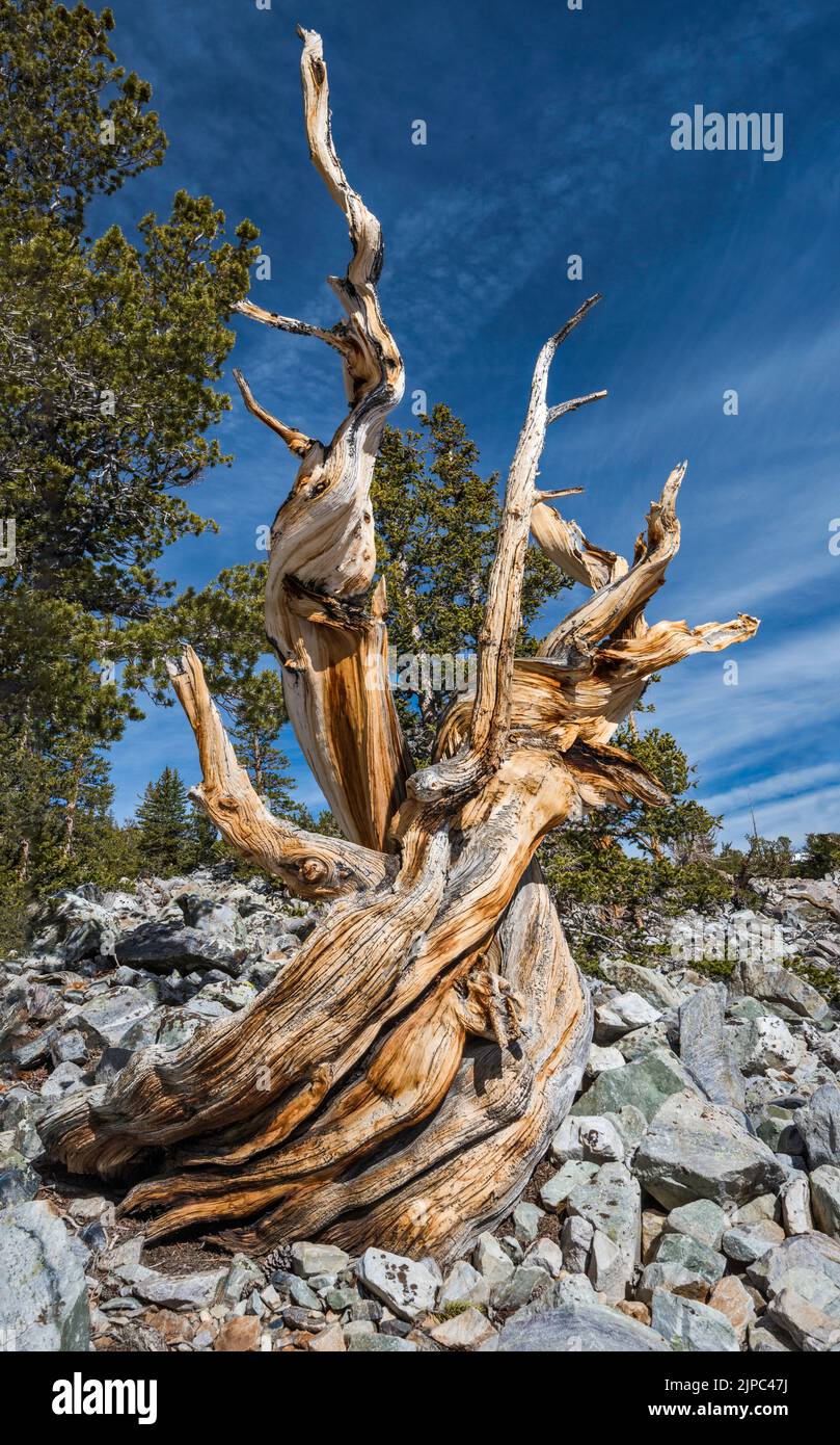 Totborstenkiefer, Pinus longaeva, Great Basin National Park, Nevada, USA Stockfoto