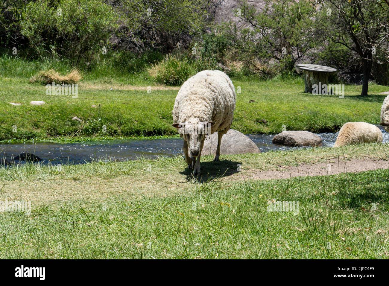 Der Blick auf ein merinolandschaf Schaf, das an einem sonnigen Tag das grüne Gras am Bach grast Stockfoto