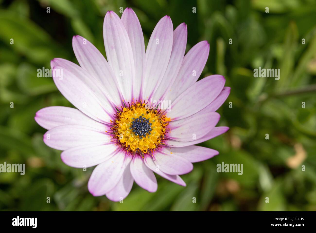 Eine zarte Blume von Osteospermum oder Lady Leitrim blüht im Garten Stockfoto