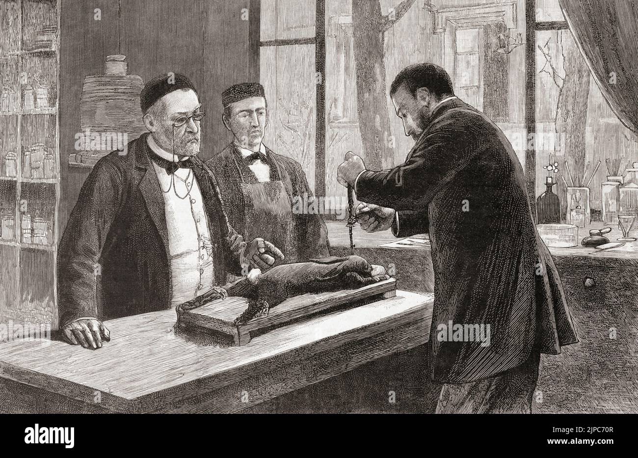 Mitarbeiter von Louis Pasteur (links) führen unter seinen Anweisungen ein Experiment an einem chloroformierten Kaninchen durch. Louis Pasteur, 1822 - 1895. Französischer Chemiker und Mikrobioligist, der unter anderem Pasteurisierung und die Prinzipien der Impfung entdeckte. Er war auch ein früher moderner Verfechter der Keimtheorie von Krankheiten. Stockfoto