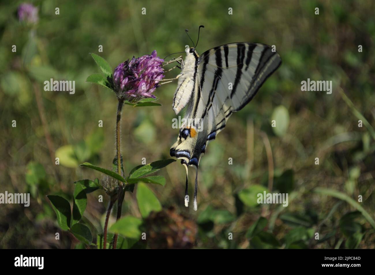 Seltener Schwalbenschwanz (Iphiclides podalirius), der auf einem Trifolium pratense ernährt, Sommer, Artvin - Türkei Stockfoto