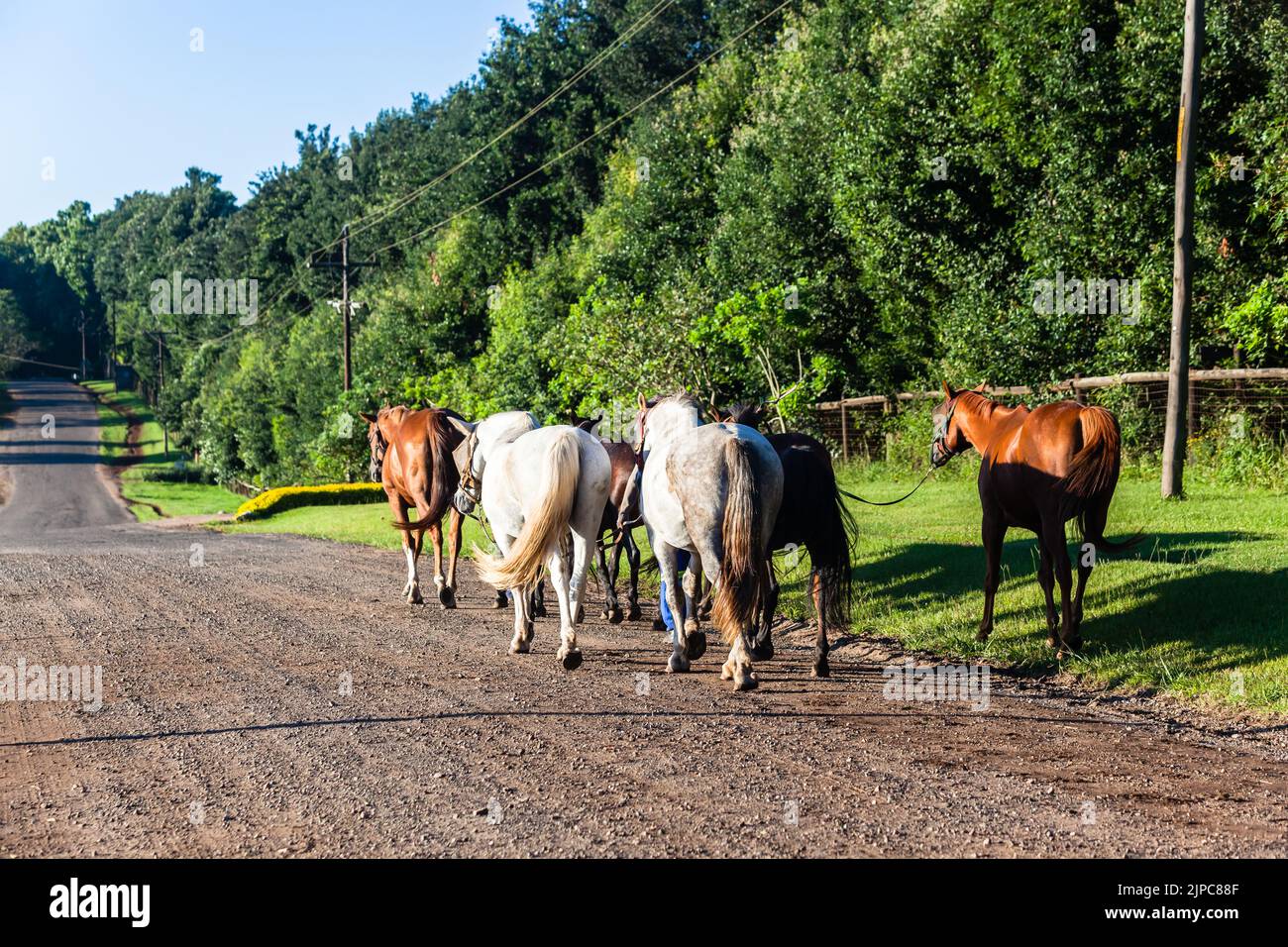 Pferde sechs Tiere und Grooms Wandern Reiten Landschaft Straße Morgen Landschaft. Stockfoto