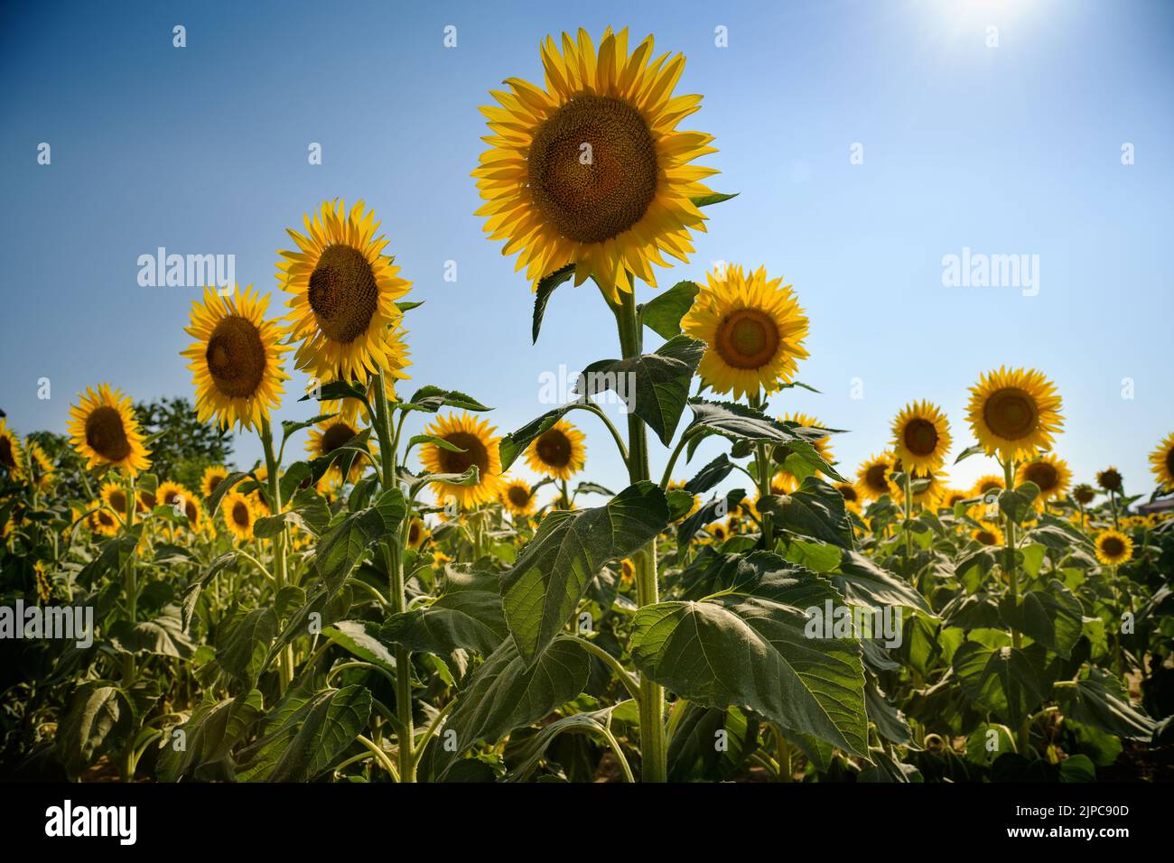 Niedriger Winkel von hellen frischen Sonnenblumen mit grünen Blättern, die auf landwirtschaftlichem Feld gegen wolkenlosen blauen Himmel an sonnigen Tagen auf dem Land wachsen Stockfoto