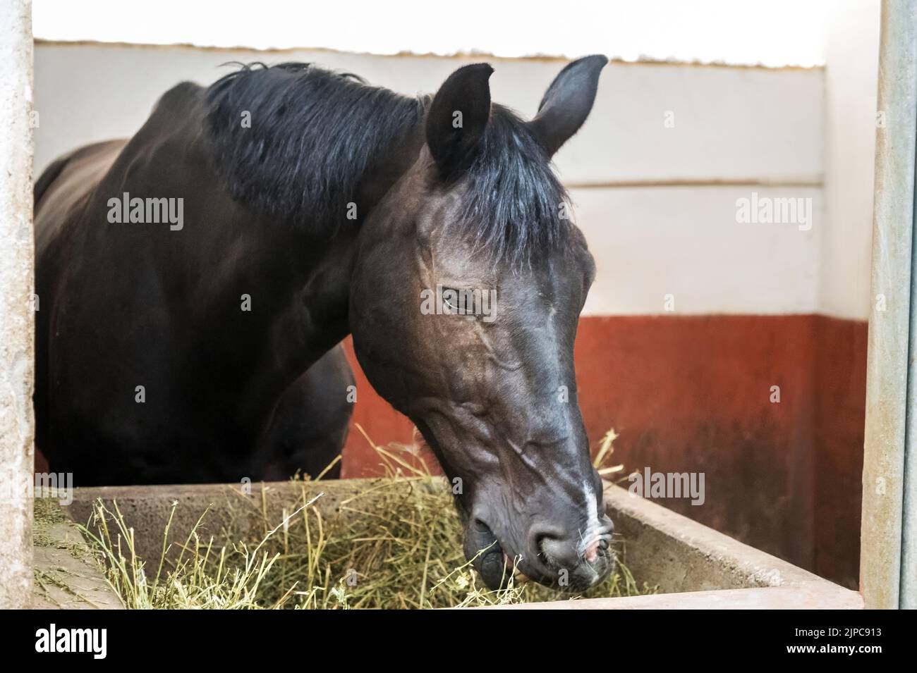 Entzückendes Pferd mit schwarzem Mantel und Mähne, das trockenes Gras aus Holzbehältern frisst, während es in der Scheune in ländlicher Umgebung steht Stockfoto