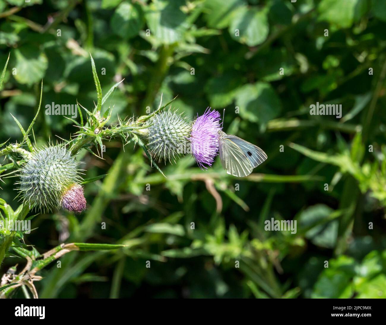 Südlicher kleiner weißer Schmetterling mit verschlossenen Flügeln, der sich von der Distelblüte auf Nektar ernährt. 2022 Stockfoto