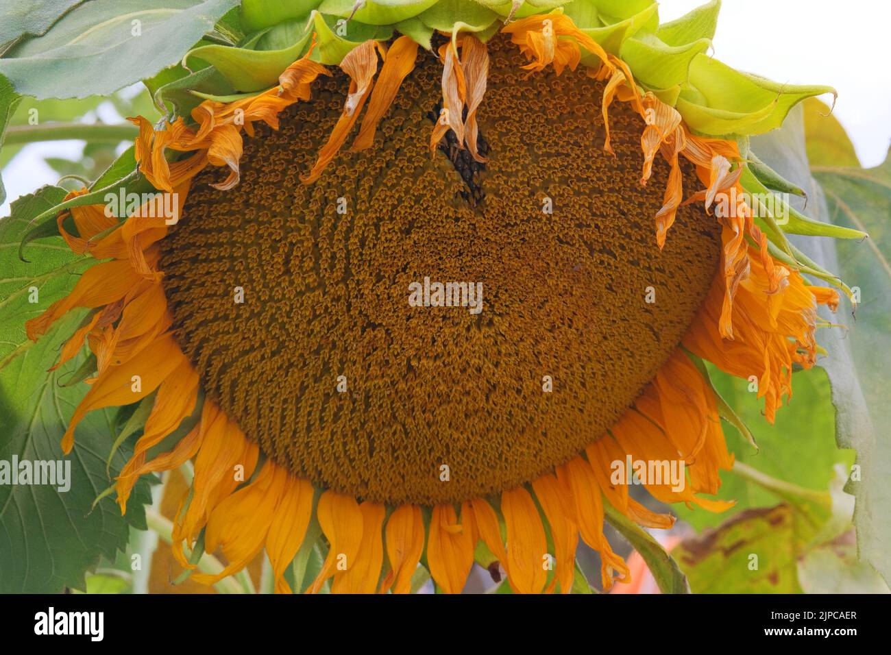 Sonnenblumen. Gelbe helle und lebendige Blume. Herbstfarmen an sonnigen Tagen. Stockfoto