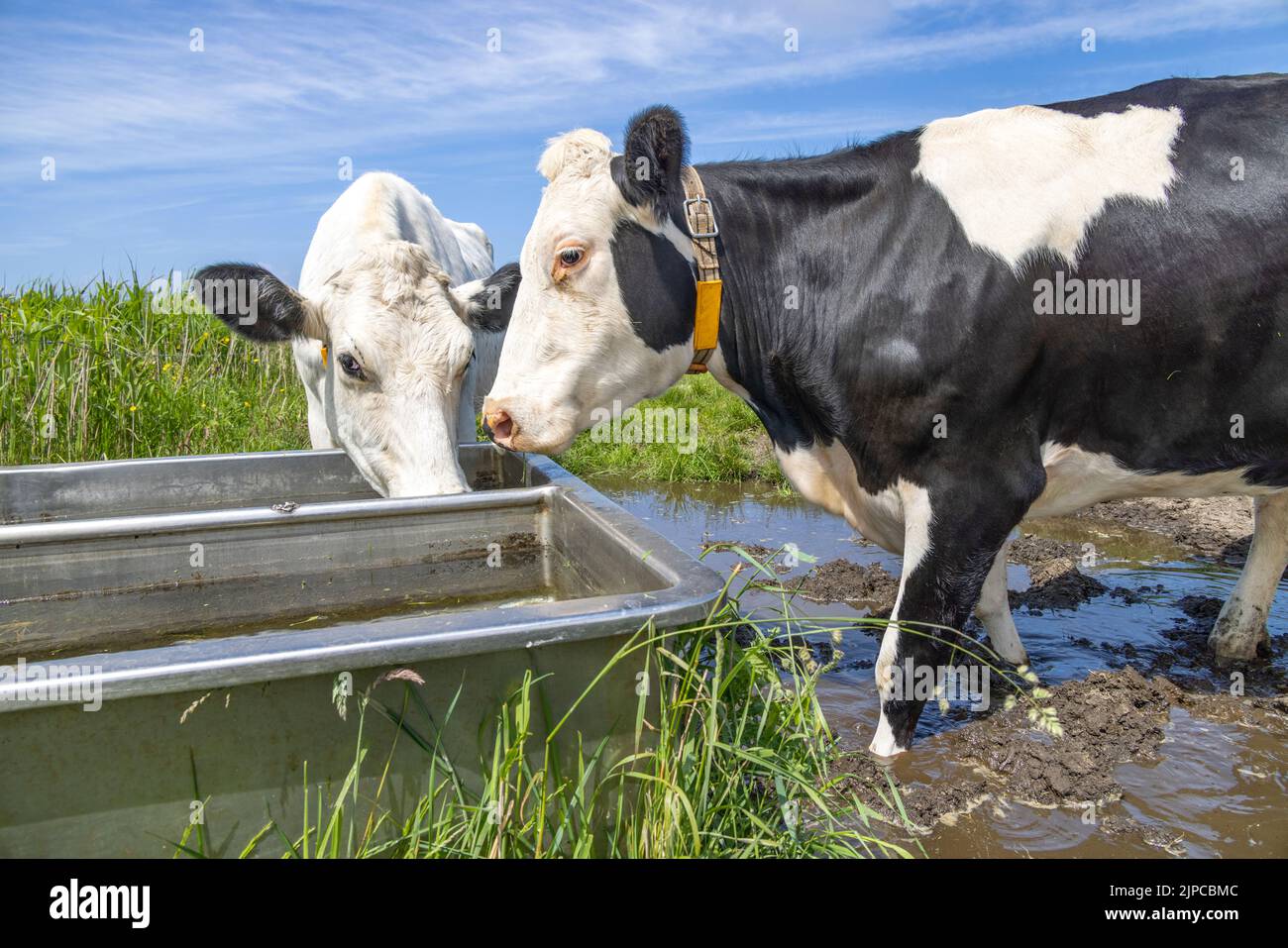 Zwei Kühe trinken, ein Wassertrog, schwarz und weiß, steht neben einem großen Trinktrog auf einer grünen Weide auf der Insel Terschelling Stockfoto