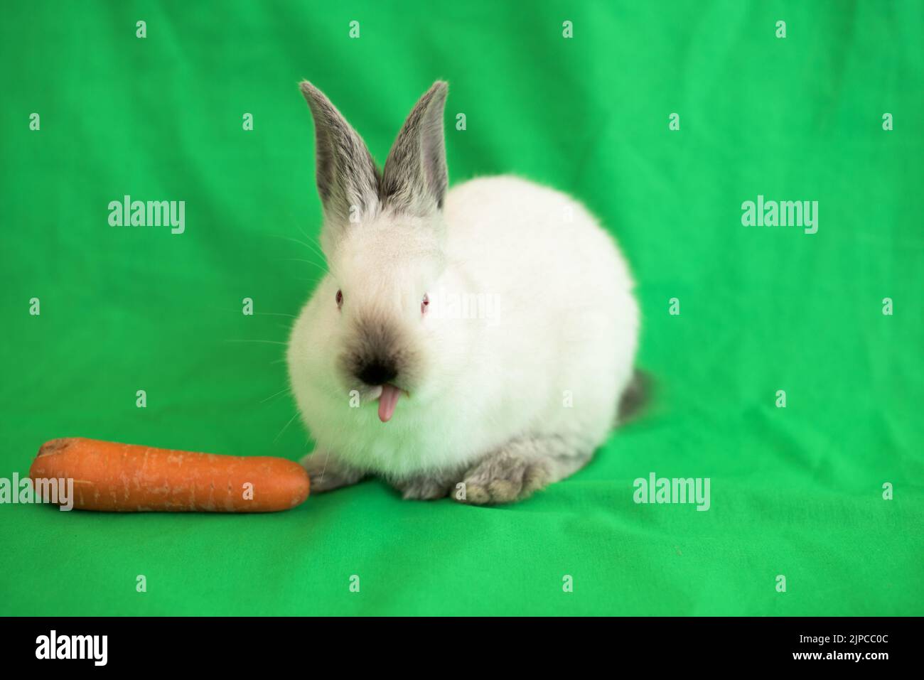 Ein kleiner weißer Hase frisst eine Karotte und kriecht auf grünem Hintergrund Stockfoto